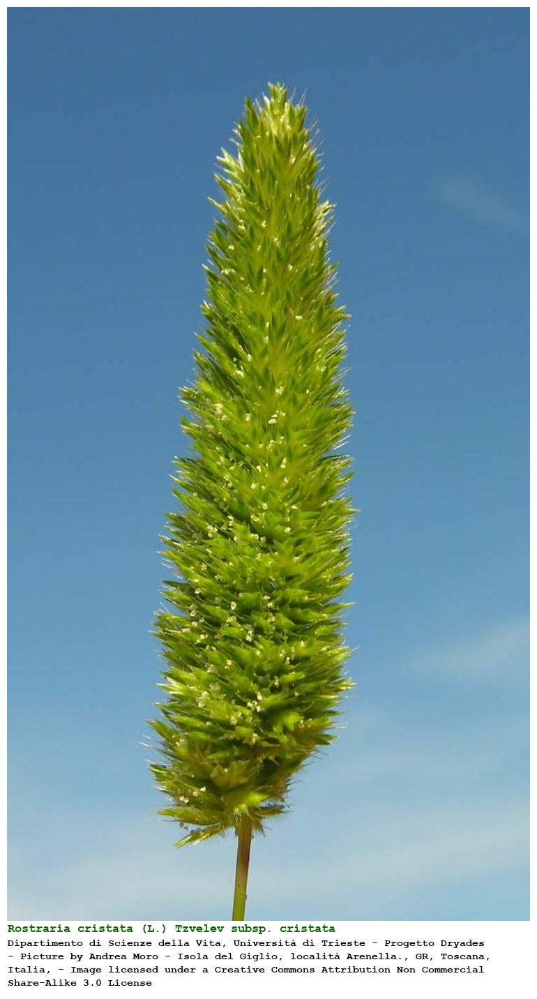 Rostraria cristata (L.) Tzvelev subsp. cristata